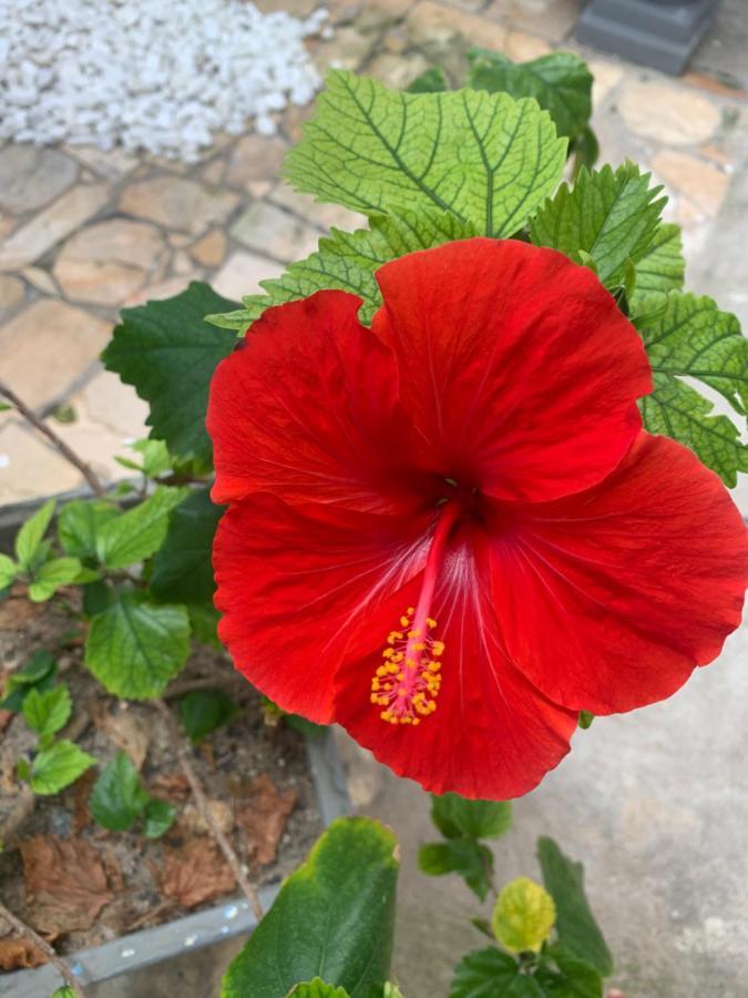 Conves Pousada Barra de Sao Miguel Ngoại thất bức ảnh